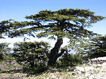 The Cedar Forest