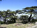 The Cedar Forest