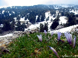 The Early Spring , Kobayat National Reserve