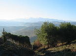 The Forests with the Mountain of Akkar