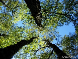 The Iron Oak Forest