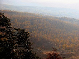 The Iron Oak Forest From Above