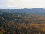 The Iron Oak Forest From Above , Fully Yellow