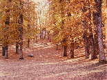 The Iron Oak Forest , Full Yellow