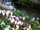The Land Of Cyclamen
