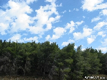 The Pin Forest Of Gebrayel