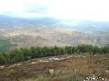 The Pin Forest Of Gebrayel In Face Of The Akkarian Hills