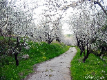 The Road Of Dreams , Bayno