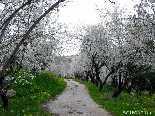 The Road To Spring , Bayno , Akkar