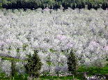 The Spring Field , Bayno