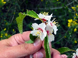 The Spring In My Hand