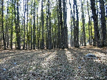 The Sun Behind Trees , The Iron Oak Forest