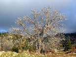 The Sunset Light On The Biggest Tree In Nabi Khaled Site , Kamoua