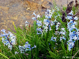 The Wild Violet Bell Flowers Near Water , Bayno