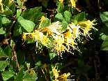 The Yellow Color Of Maturity, Flowers Of Aadbel, Akkar