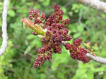 Tree Branch Blooming