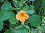 Tropaeolum Majus