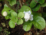 White Beautifull Smell