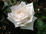 White Rose