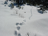 Wild Animal Footsteps On Snow