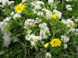 Wild Flowers , Kobayat National Reserve