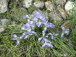 Wild Flowers , Bayno