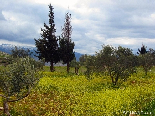 Yellow Field , Daher Layssineh , Akkar