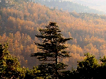 Automn in Lebanon