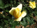 Yellow Rose