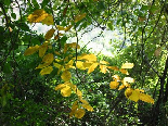 Yellow , aadbel Valley