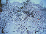 Bcharreh Snow Storm