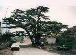 Cedars