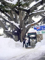 Cedars