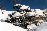 Cedars