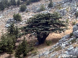 Cedars