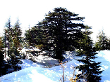 Cedars