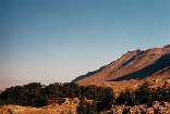 Cedars Forest