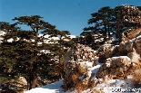 Cedars