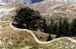 Cedars