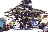 Cedars