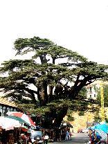 Cedars