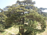 Cedars