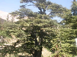 Cedars