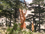 Cedars