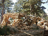 Cedars