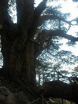 Cedars