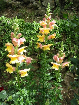 Flowers from Lebanon