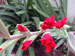 Gladiolus hybr, Flowers Of Aadbel, Akkar