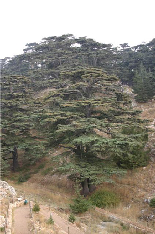 Cedars