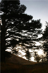 Cedars